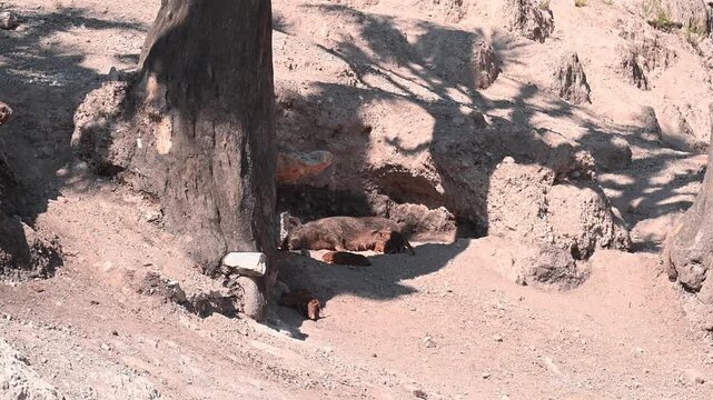 Female European wild boar resting outdoors while nursing her piglets