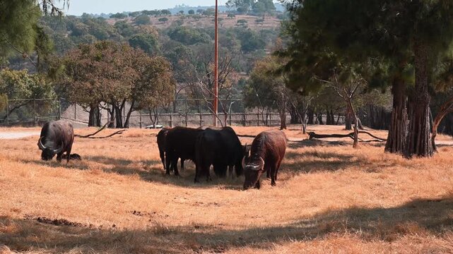 Group of water buffalo grazing in a nature reserve