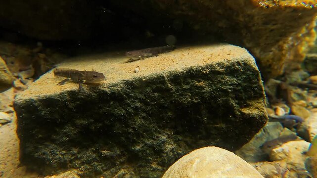 acquatic larvae salamandra, Salamandra salamandra, salamander, fire salamander,  salamander larva,  close-up, amphibian,  larva, Albavilla, Lombardia, Italy,