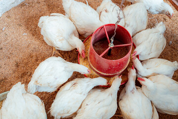 White Broiler Chickens Eating Feed