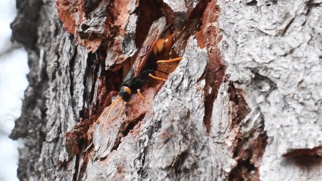 Sirex gigas looks for the right place to lay its eggs, Sirex gigas, walk,   wasp, trunk, insect, wood, Sirex gigas lays eggs in a dead wood, Urocerus gigas, giant woodwasp,  greater horntail, sawfly, 