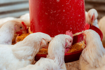 White broilers eating feed from red poultry feeder © VICTOR A ARGUELLO