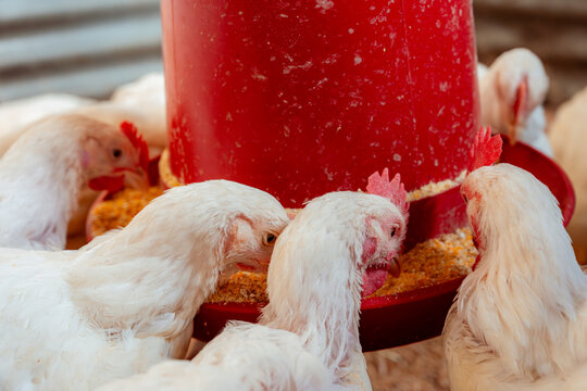 White broilers eating feed from red poultry feeder