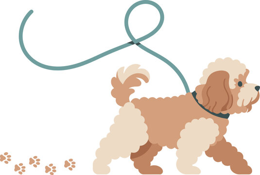 Cavapoo walking on leash leaving paw prints in playful outdoor scene