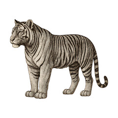 Fototapeta premium PNG Vintage tiger illustration art.