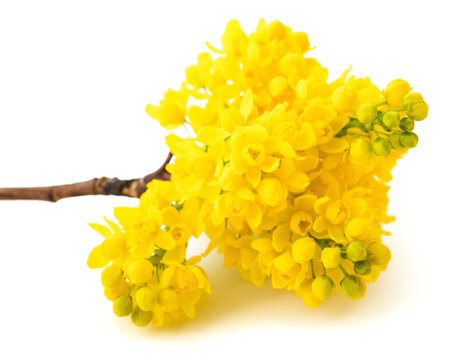 Oregon grape flowers