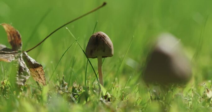 Small Brown Mushroom Growing in a Sunny Green Lawn