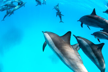 Obraz premium Pod of spinner dolphins swimming gracefully in clear blue water near the surface of the Red Sea, Egypt.
