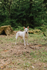 Obraz premium white dog walks in woods or park in the summer. a pet in a green forest. dog training. taking care of animals, having a happy time in nature in solitude. a kennel or a shelter for dogs.