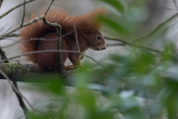 Eichh&ouml;rnhen im Ge&auml;st