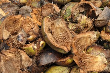 Pile of Dried Coconut Husks and Shells for Natural Texture Background