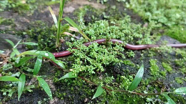 earthworms crawling on wet moss