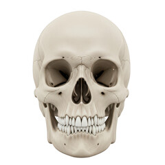 Obraz premium Human skull anatomy isolated on transparent background, isolated on white background
