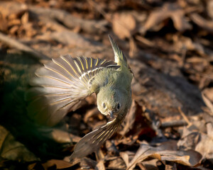 Ruby-crowned Kinglet Inflight looking directly at camera with wings fully visible