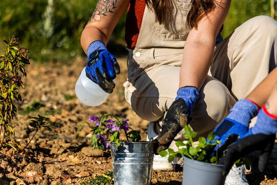 Volunteer hands planting seedlings, watering new plants, caring for nature