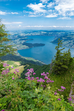 Scenic Zug Lake View with Wildflowers