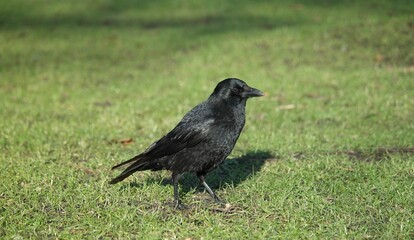 Obraz premium Black crow standing on green grass in sunlight