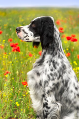 Portrait of a beautiful white with black spots English setter in a field among bright summer flowers and grass. Walking with a dog outside the city. Hunting dogs.