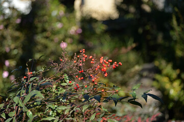南天の実、向島百花園にて