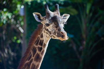 Obraz premium close up portrait of a giraffe