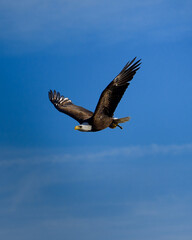 Obraz premium Bald Eagle Flying