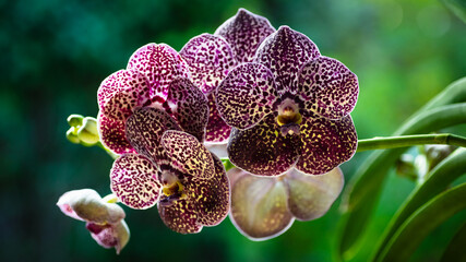 Spotted Black and White Vanda Orchid Flowers