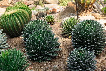 Agave victoriae-reginae ,cactus in the garden
