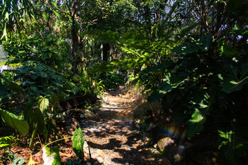 tropical rainforest with green plants and ferns