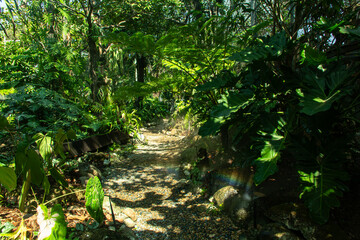 tropical rainforest with green plants and ferns