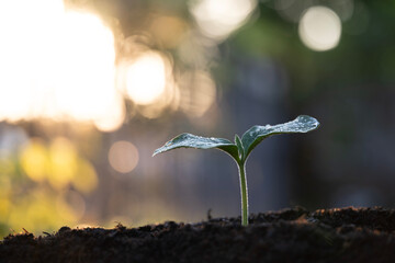 Pumpkin vegetable sprout macro closeup