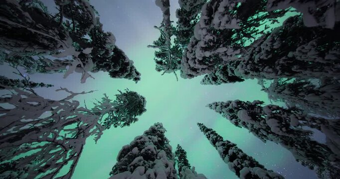 Looking up at Aurora Borealis (Northern lights) above a snowy forest in lappland