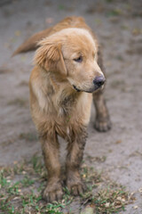 Fototapeta premium Muddy golden retriever puppy standing on dirt after playing outside, adorable young dog portrait in natural light 