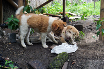 Two local puppies with brown, white and cream fur are outside on sandy and muddy ground with a little plastic trash and wild plants, they appear to be resting and playing.                             