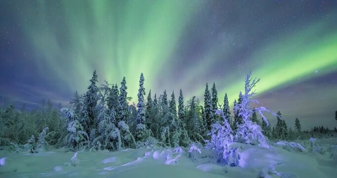 Aurora Borealis (Northern lights) above a snowy forest in lappland