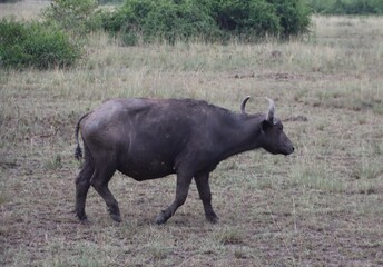 Obraz premium African Buffalo (Syncerus caffer), aka Cape Buffalo, Queen Elizabeth National Park, Uganda, Africa.