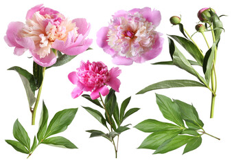 Fresh peonies with green leaves isolated on white, set