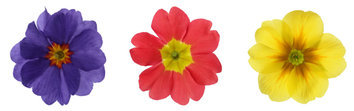 Primrose flowers in different colors isolated on white, set