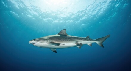 Obraz premium Underwater image of a shark, lit by sunlight streaming through the water