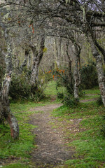 Narrow dirt path winding through a dense mossy forest