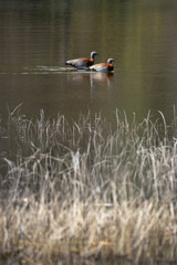 Pair of Ashy-headed geese swimming in a calm lake