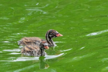 緑の池を泳ぐカイツブリの雛2羽：野生動物のクローズアップ