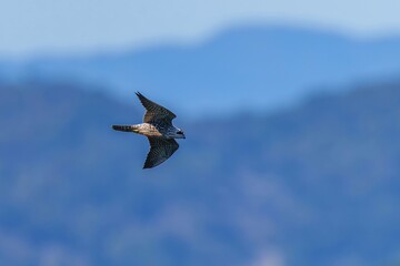 青空と青い山並みを背景に力強く飛翔するハヤブサ幼鳥のクローズアップ