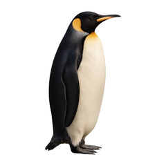 Obraz premium PNG Elegant penguin standing gracefully.