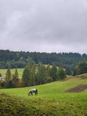 This vertical landscape captures a peaceful moment of a dapple gray horse grazing freely on a vibrant green hillside. The composition features a textured foreground of autumn leaves, leading the eye