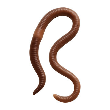 PNG Realistic brown earthworm illustration.