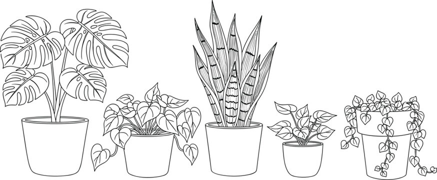 Minimalist Black and White Botanical Line Art Illustration Set of Potted Houseplants Including Monstera Snake Plant and Pothos for Interior Design and Coloring Books