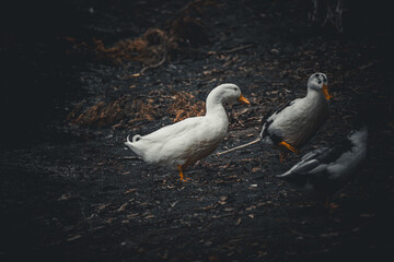 Fototapeta premium Domestic ducks walking on dark forest ground 
