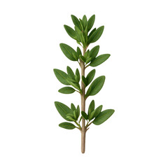 PNG Realistic green leaf sprig