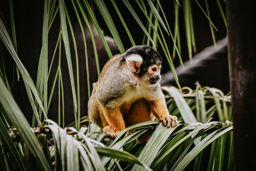 Obraz premium Captive Animals