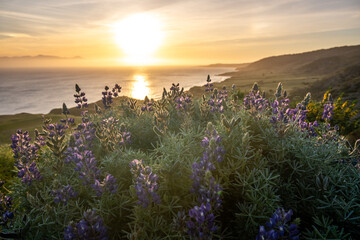Obraz premium Sun Rising Over Lupin Blooms On Santa Rosa Island